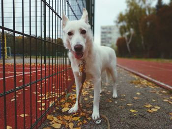 Happy dog in autumn