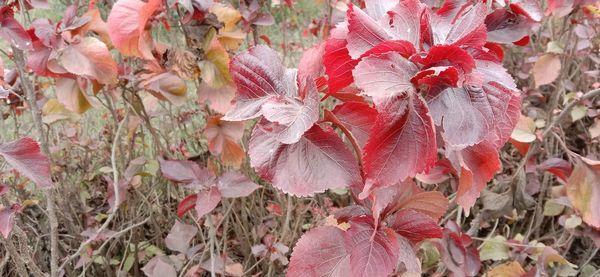 Close-up of pink flowering plants