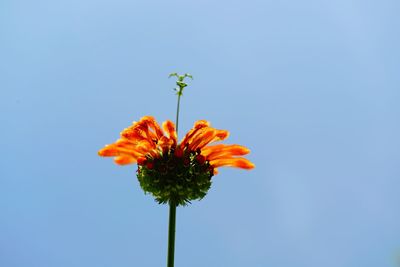 Low angle view of flowering plant against blue sky