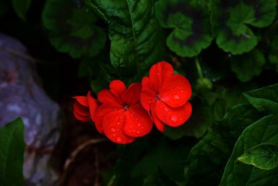 Close-up of red flower