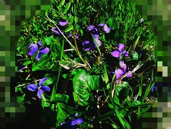 Close-up of purple flowers