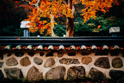 Close-up of autumn leaves hanging on tree