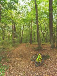 Plants and trees in forest