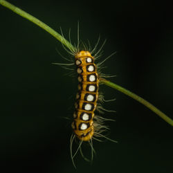 Caterpillar hanging on a vine