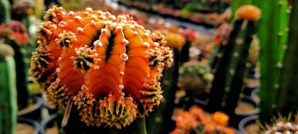 Close-up of orange flowering plant