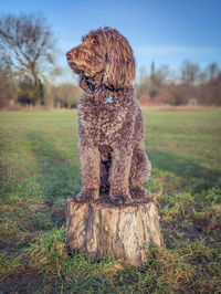 Portrait of dog on field