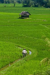 A green expanse of rice fields and a rice farmer.