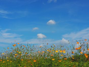 Yellow flowering plants on field against blue sky