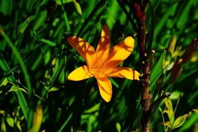 Close-up of yellow flowering plant