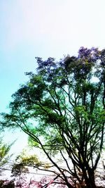 Low angle view of trees against clear sky