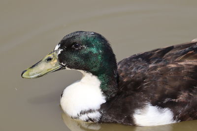 Close-up of mallard duck swimming in lake