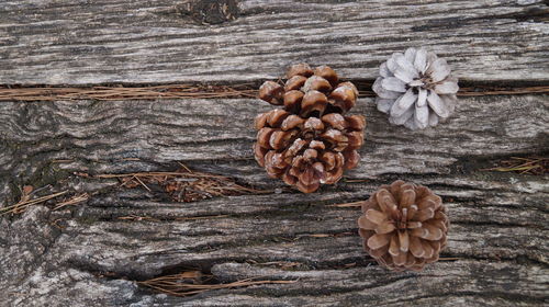 High angle view of pine cone on table