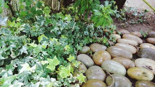 Close-up of fresh plants