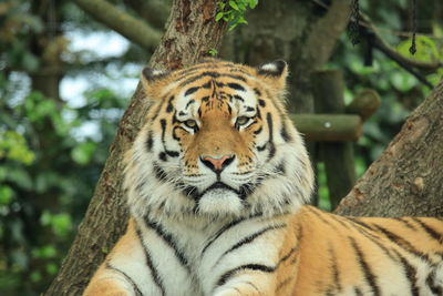 View of a tiger