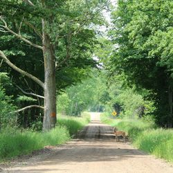 Footpath along trees