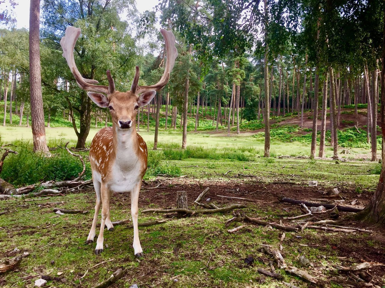 DEER STANDING ON A TREE