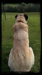 Close-up of dog sitting on field