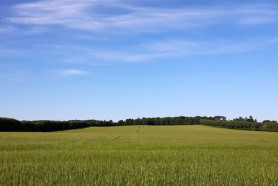A beautiful danish summer day in the countryside. a field with barley.