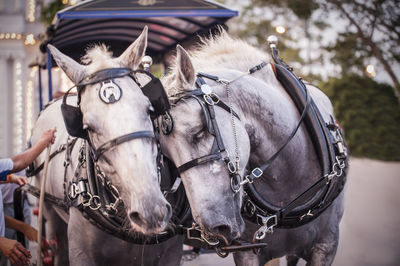 Horses with bridle 