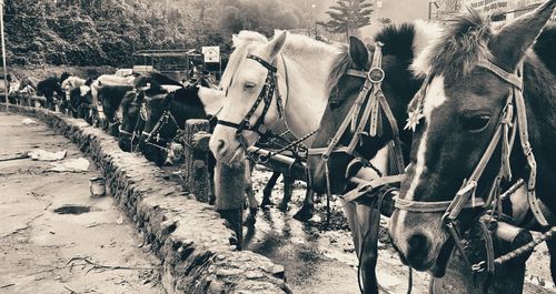 Horse cart on ground