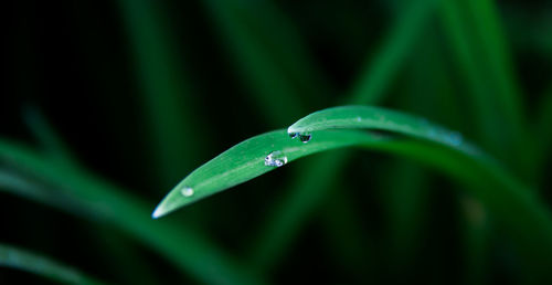 Close-up of water drops on blade of grass