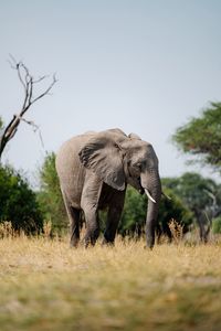 Elephants on field against clear sky