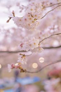 Close-up of cherry blossoms in spring