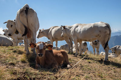 Cows in a field