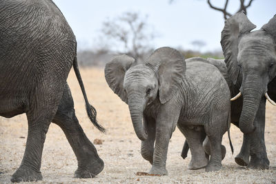 View of elephant