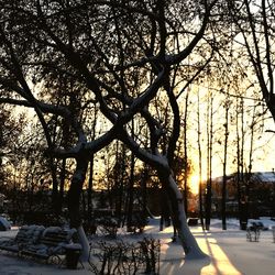 Bare trees in park during winter