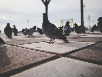 Close-up of birds perching against sky
