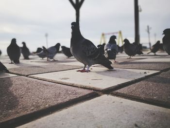 Pigeons perching outdoors against sky