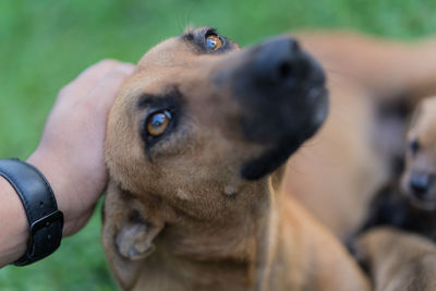 Cropped image of person stroking cur dog