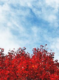 Low angle view of red flowers on tree against sky