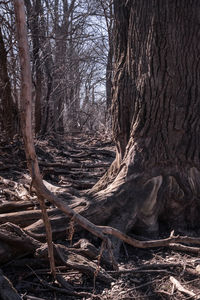 Bare trees in forest