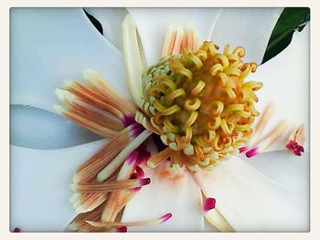 Close-up of flowers