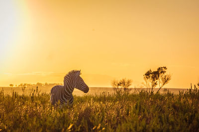 Zebra looking away standing against sky during sunset