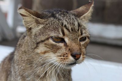 Close-up of a cat looking away