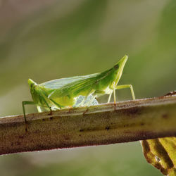 Close-up of insect on leaf