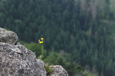 Close-up of rocks by plants on land