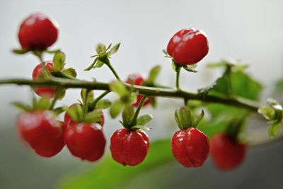 Close-up of red berries on branch