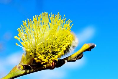 Close-up of yellow flowering plant against blue sky