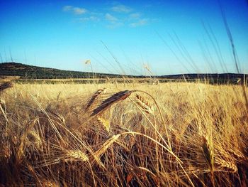 Close-up of wheat field against clear blue sky