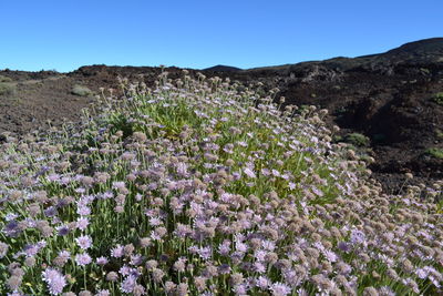 Flowers growing on field against clear blue sky