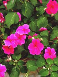 Close-up of pink flowers