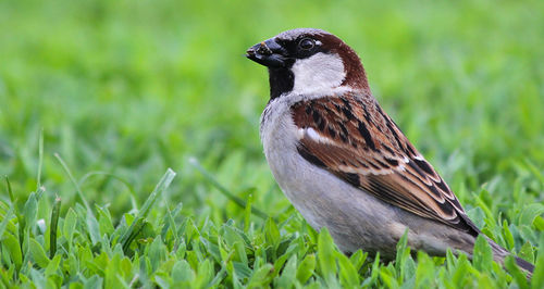 Close-up of bird perching on field