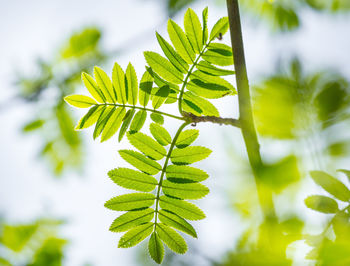 Beautiful rowan tree branches with leaves during spring season.