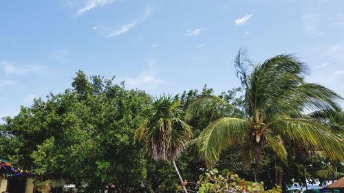 Low angle view of coconut palm trees against sky