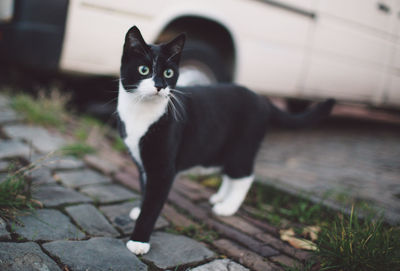 Close-up portrait of cat sitting outdoors