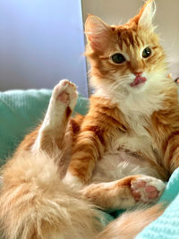 Portrait of cat lying on bed